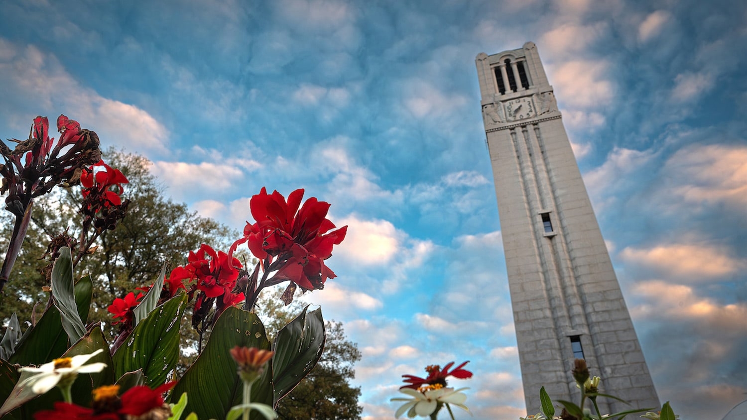 Red flowers bloom in front of NC State's Memorial Belltower